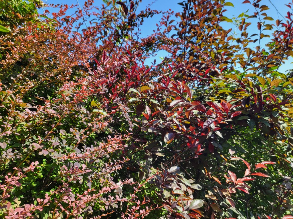 Let’s talk about my forest of a&nbsp;lawn.