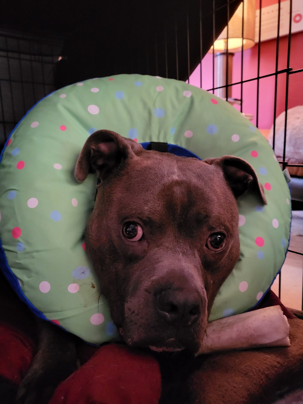 Let’s talk about Ralphie’s TPLO surgery&nbsp;today.