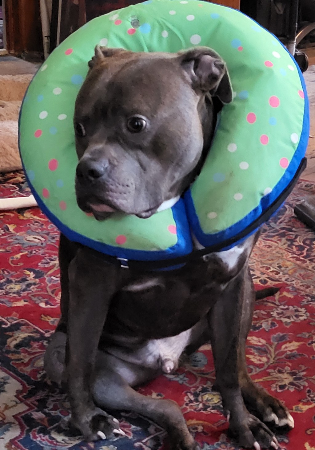 Let’s talk about how to calm my dog&nbsp;post-surgery.