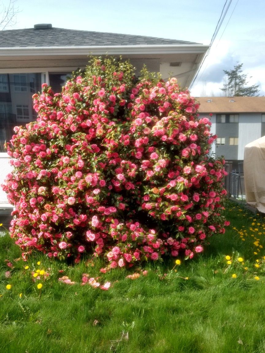 Let’s talk about my formerly 25,000-foot rose&nbsp;bush